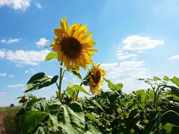 Low angle view of sunflower against sky