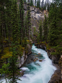 River flowing through forest in maligne canyon in jasper national park