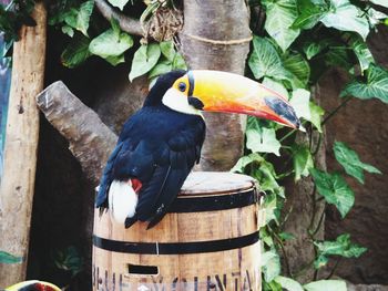 Close-up of bird perching on tree