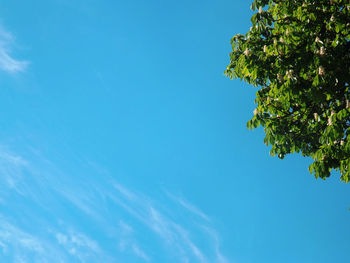 Low angle view of trees against blue sky