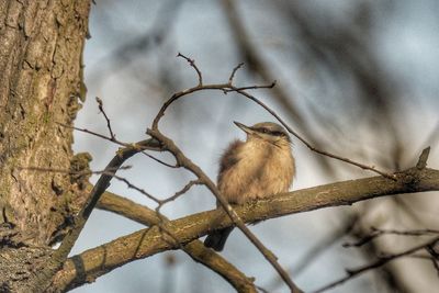 Low angle view of bird perching on branch