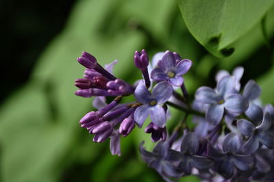 Close-up of purple flowers blooming