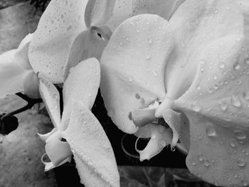Close-up of wet flower on rainy day