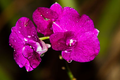 Close-up of water drops on pink flower blooming outdoors