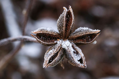 Close-up of frozen plant during winter