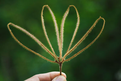 Close-up of plant holding twig