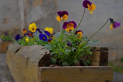 Close-up of potted plant against wall