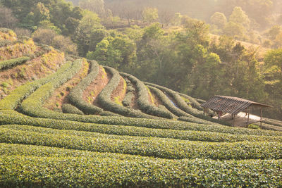 Scenic view of agricultural field