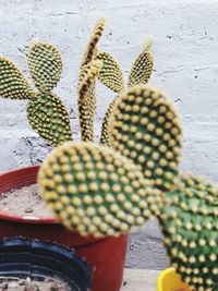 Close-up of cactus