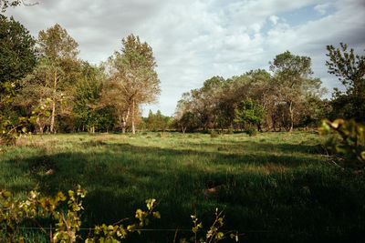 Trees on field against sky