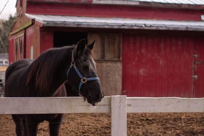 Horse in stable