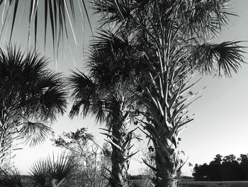 Low angle view of palm trees