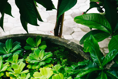 High angle view of fresh green plant