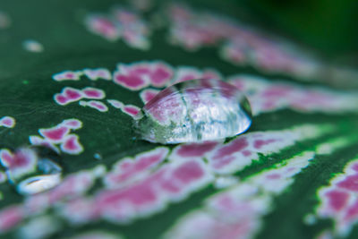 Close-up of water drops on pink flower