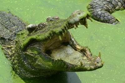 Close up of crocodile in green water