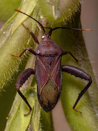 Close-up of insect on leaf