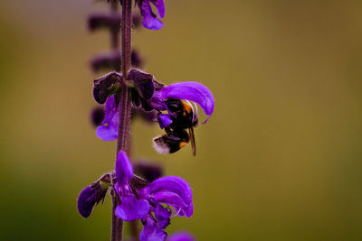 Close-up of insect on purple flower