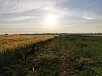 View of dog on field against sky