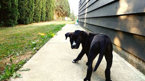 Dog on dirt road