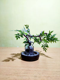 Close-up of small potted plant on table against wall