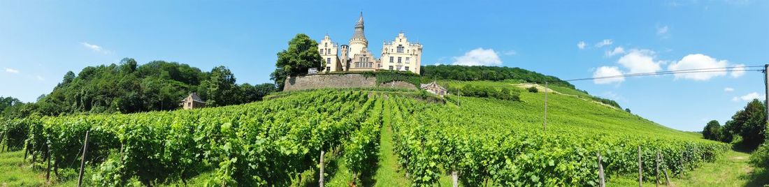 Panoramic view of vineyard with arenfels castle on top of the hill on beautiful sunny july day