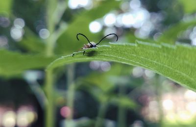 Close-up of insect on plant