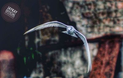 Close-up of bird in water