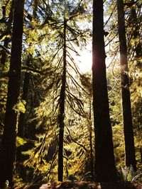 Low angle view of trees in forest