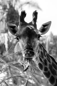 Close-up portrait of an animal