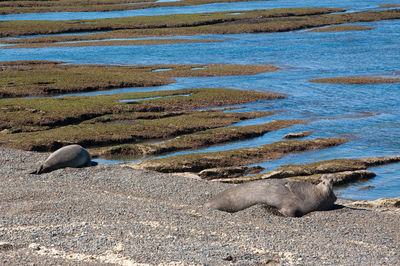 High angle view of sheep on beach