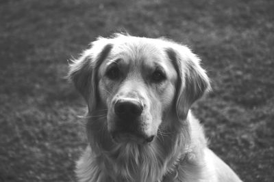 Close-up portrait of dog