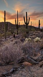 Cactus growing on field against sky during sunset