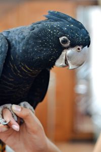 Close-up of human hand feeding