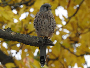 Low angle view of owl perching on branch