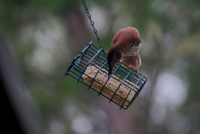 Close-up of bird on suet feeder