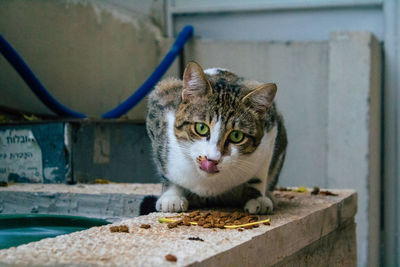 Portrait of cat looking down