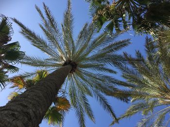 Low angle view of palm tree against sky