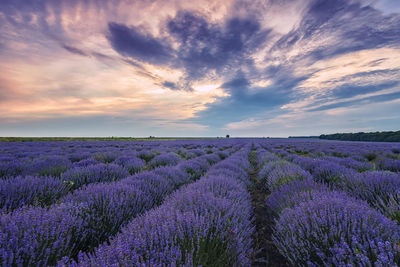 Scenic view of field against sky during sunset