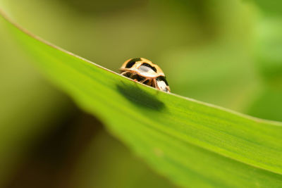 Close-up of ladybug on leaf