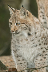 Close-up of a cat looking away