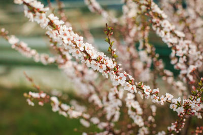 Close-up of pink cherry blossoms in spring