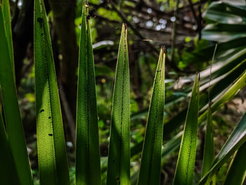 This is the small palm trees leaf close-up shot when morning sun shines fall on this leaf.