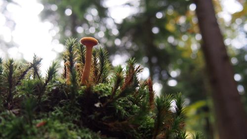 Close-up of plants growing against trees