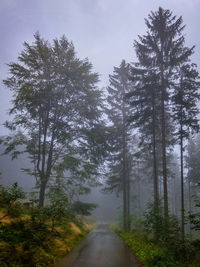 Road amidst trees in forest against sky