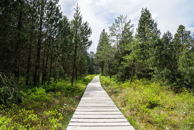Footpath amidst trees in forest against sky