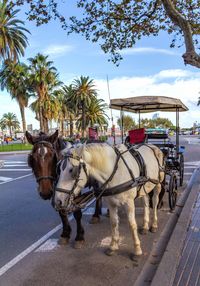 Horse cart on street in city