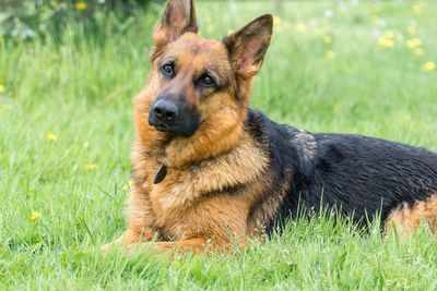 Dog looking away on field