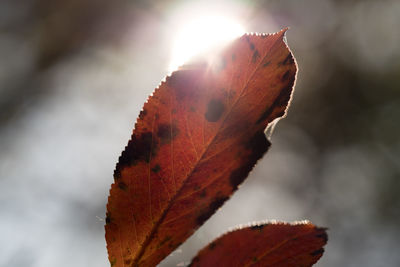 Close-up of dry maple leaf