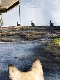 Birds on a lake