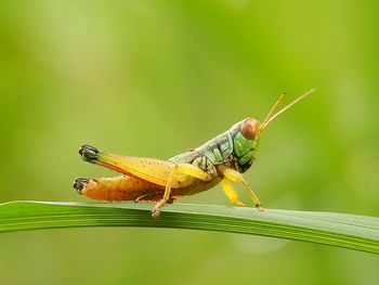 Close-up of insect